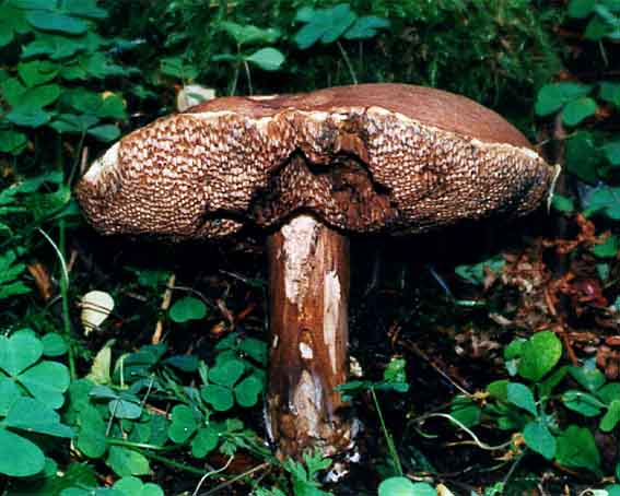 porphyrellus_porphyrosporus